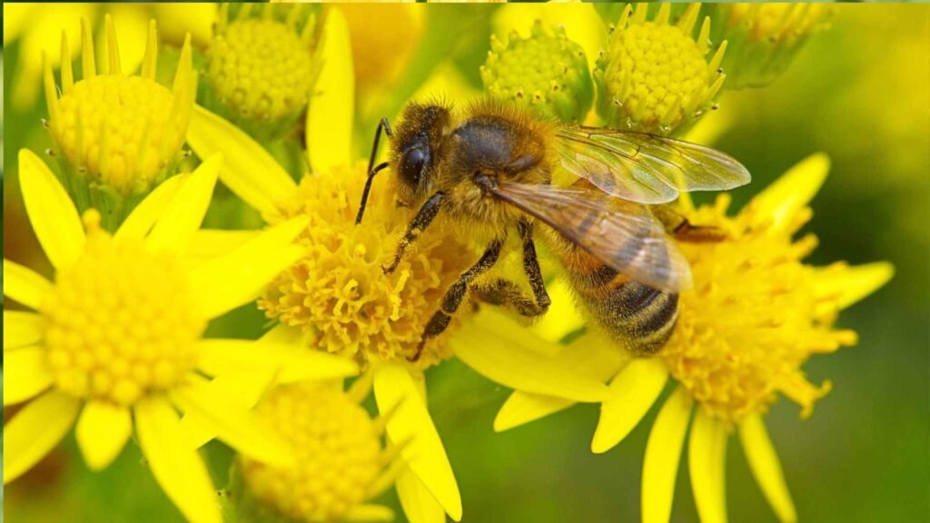 Wildflowers That Attract Bees: 20 Native & Bee-Friendly Blooms 7 bees 6