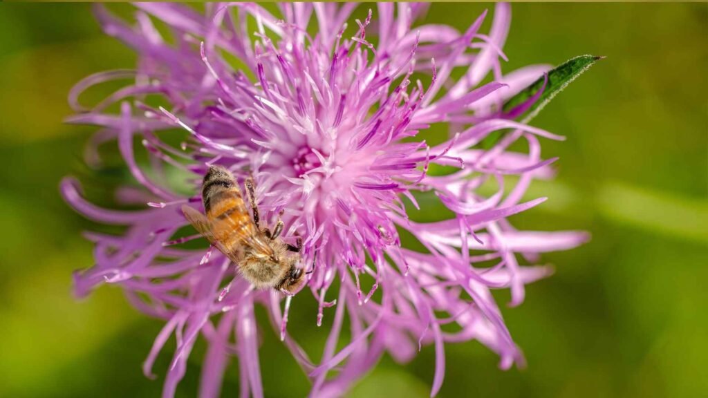 Wildflowers That Attract Bees: 20 Native & Bee-Friendly Blooms 6 bees 7