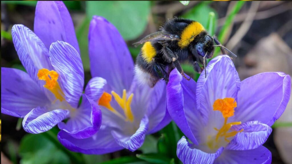Wildflowers That Attract Bees: 20 Native & Bee-Friendly Blooms 2 bees 8