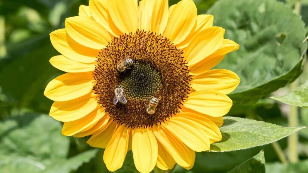 Wildflowers That Attract Bees: 20 Native & Bee-Friendly Blooms 5 bees 9